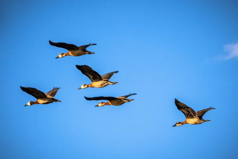 four geese flying in the sky during a sunny day