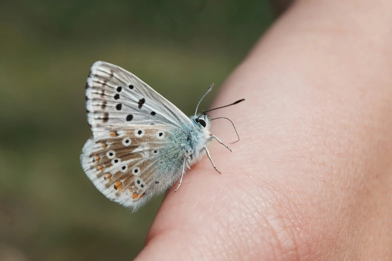 a close up view of a moth on someones finger