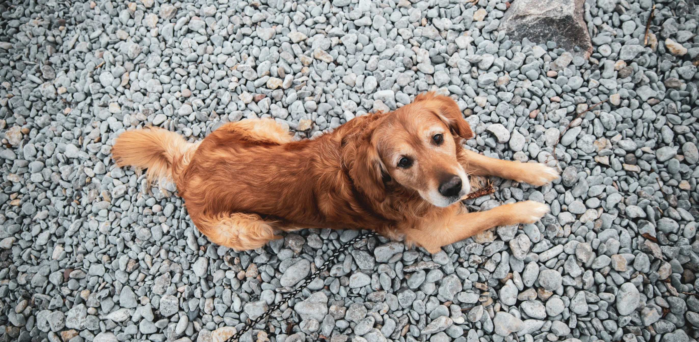 an adorable brown dog laying on the ground