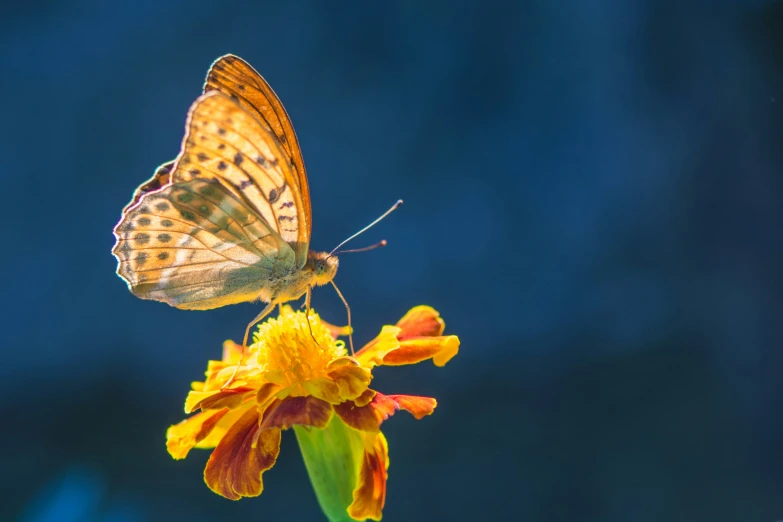 a erfly perched on the tip of a yellow flower