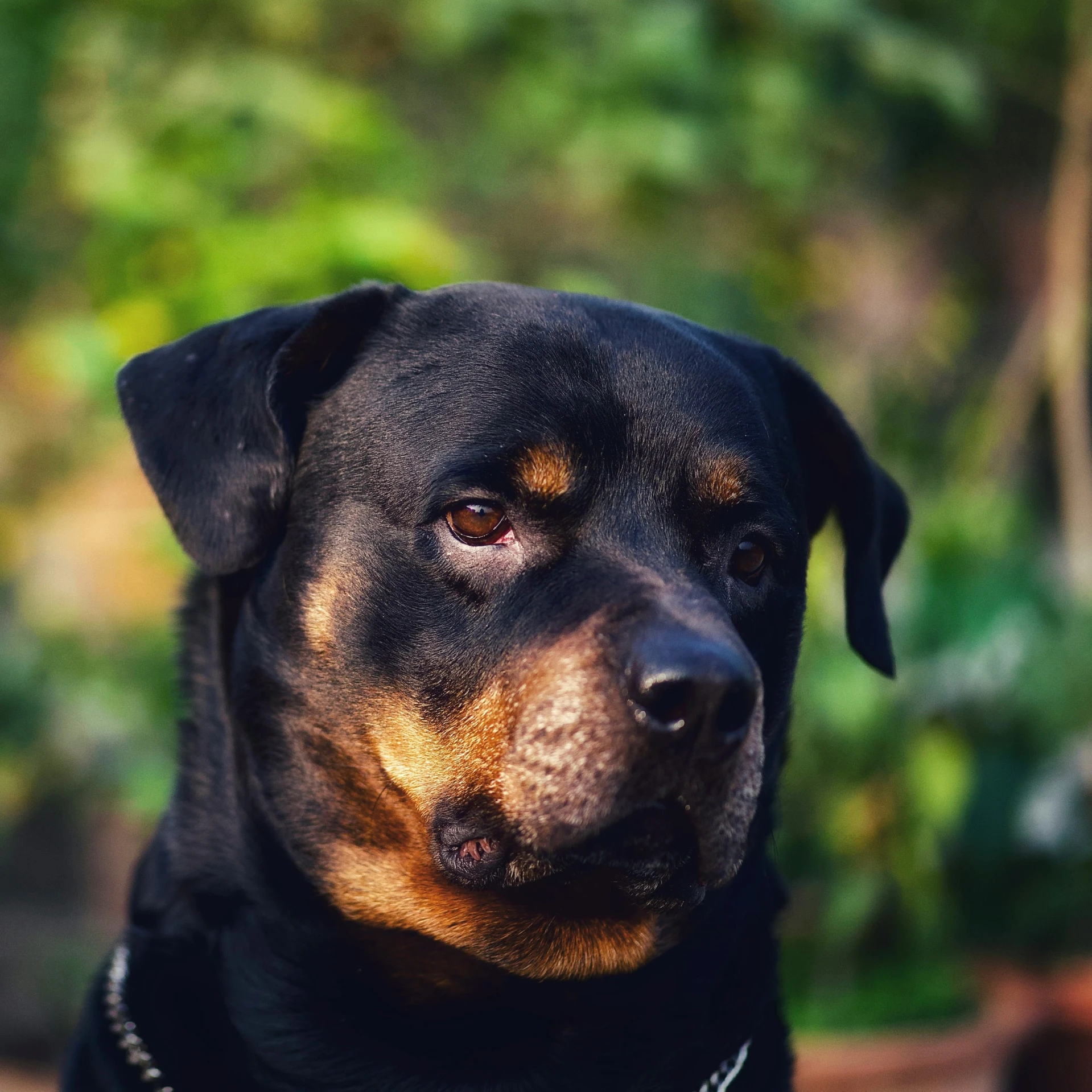 a black and brown dog is looking up