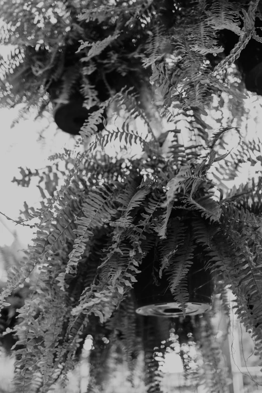 black and white po of leaves on tree