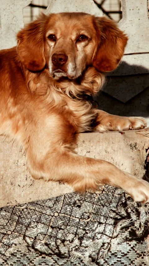 a dog sitting on top of a piece of wood