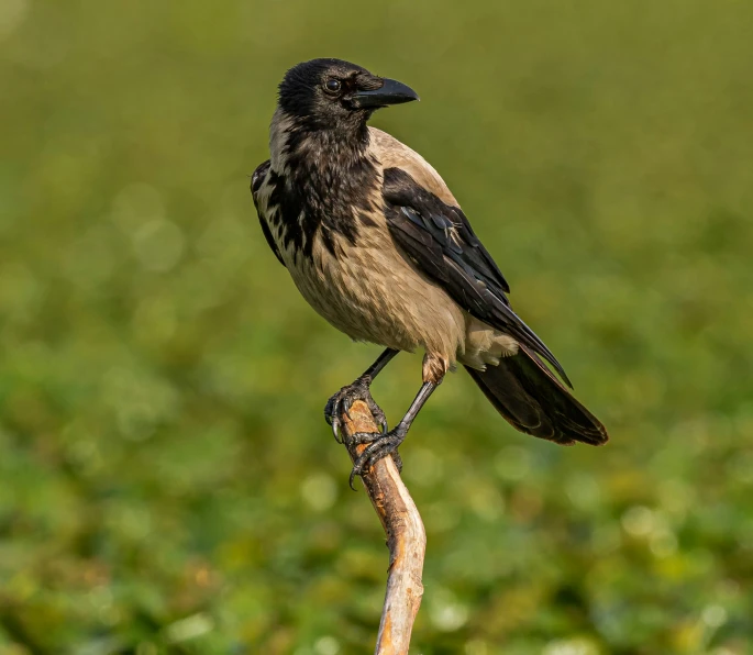 a black and brown bird is sitting on a stick