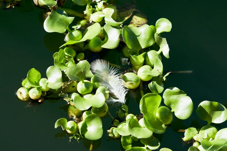 some very pretty green plants in a body of water