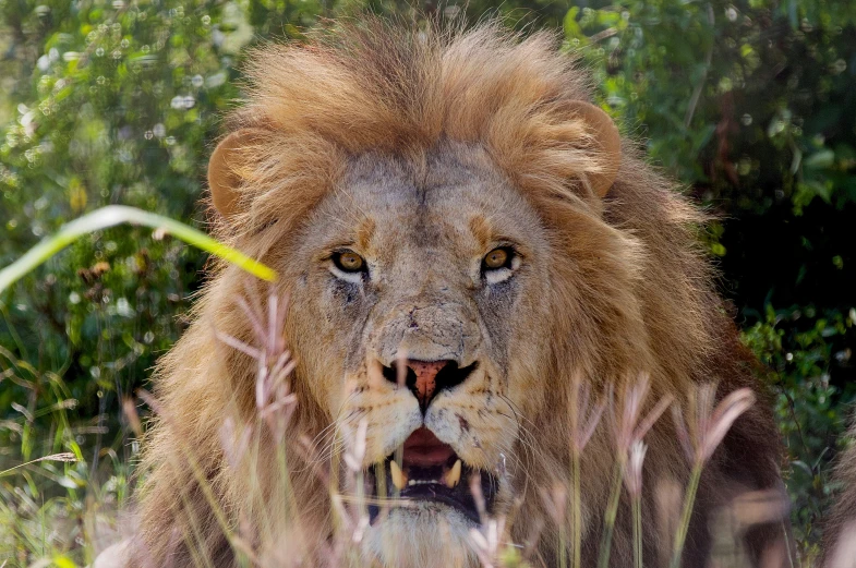 a lion standing with his mouth open surrounded by vegetation