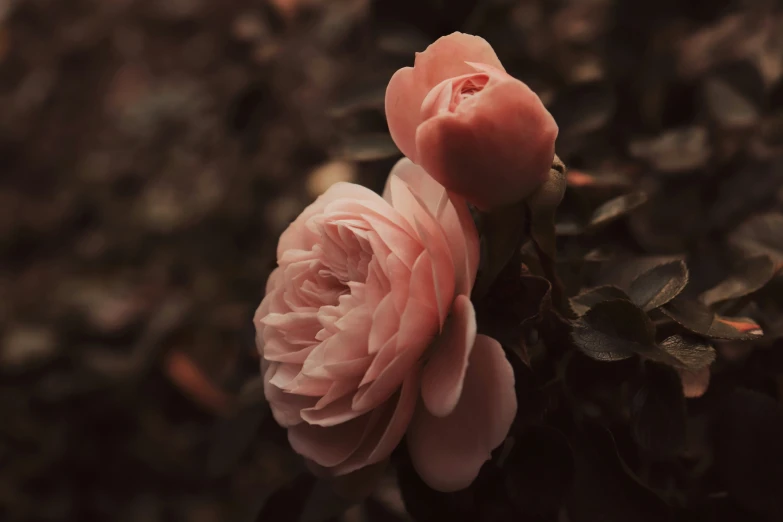 there are two beautiful pink roses on this plant