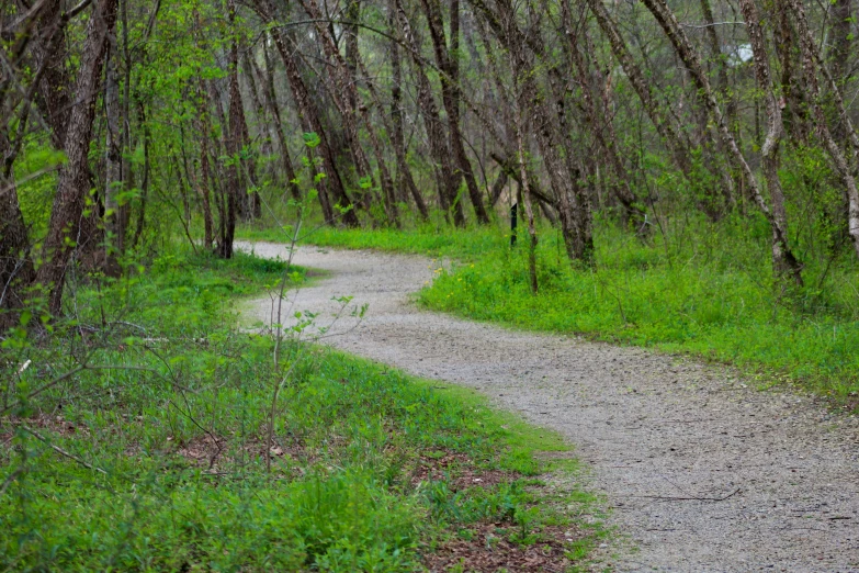 an empty dirt path between trees and grass