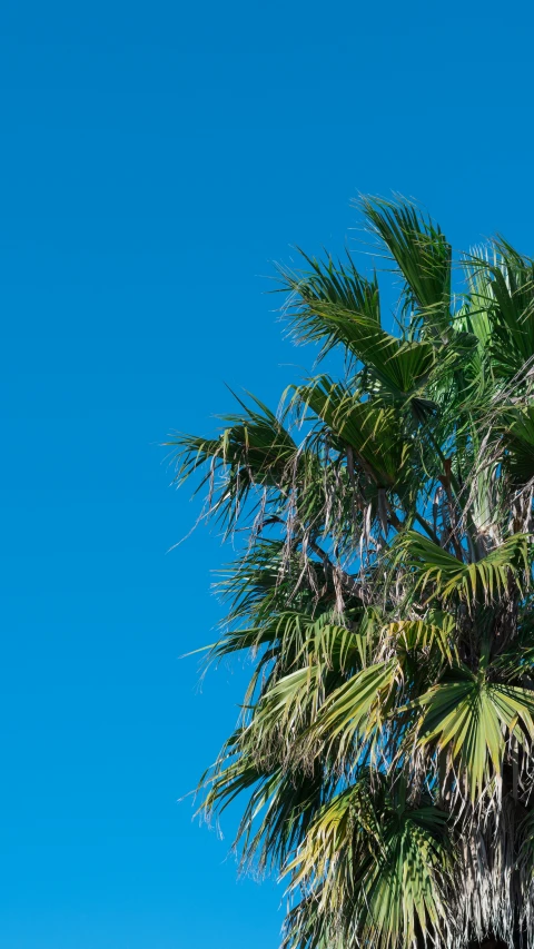 a white jet flying past a palm tree in front of a blue sky