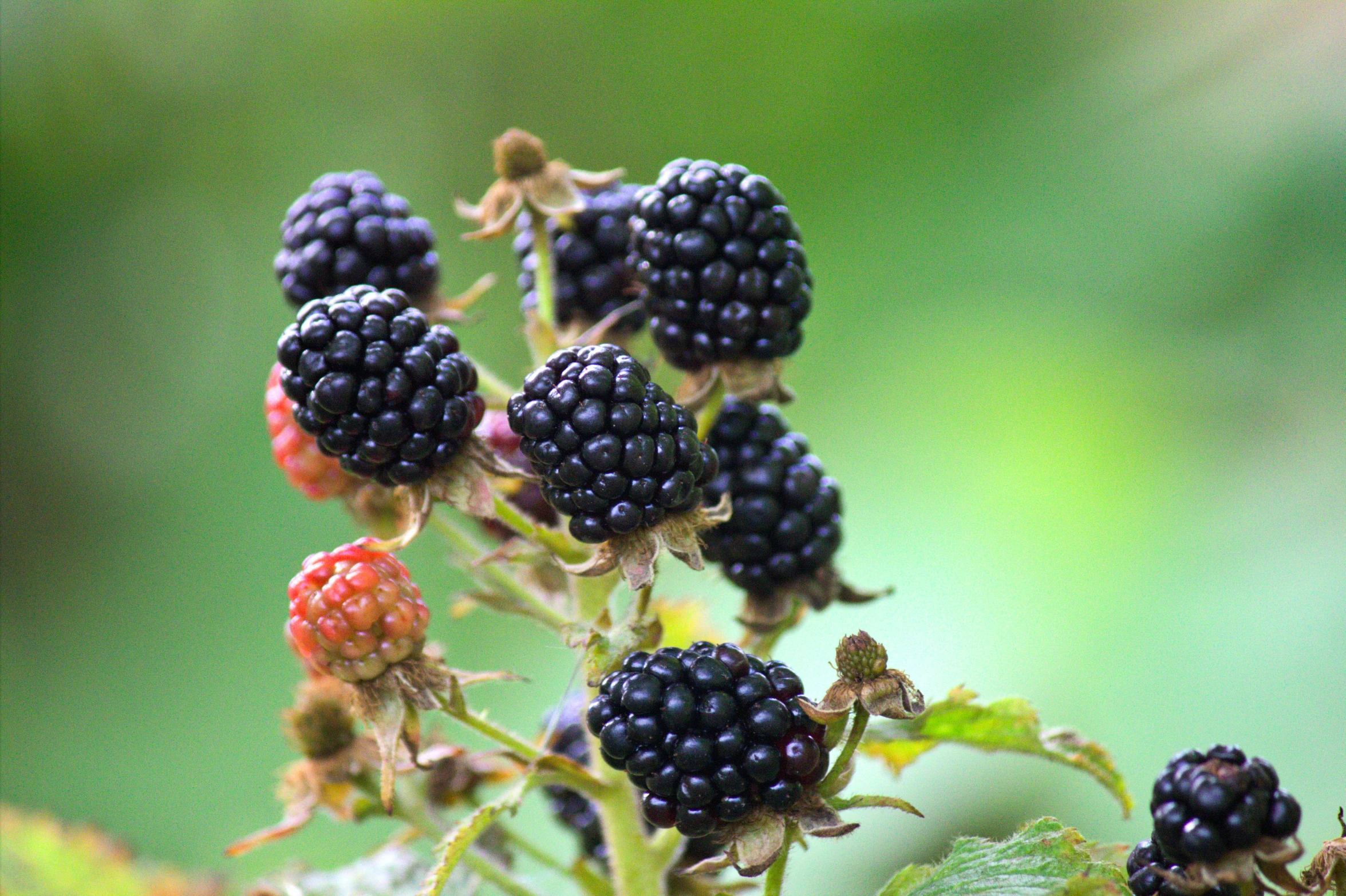 blackberry fruit cluster with a green blurry background