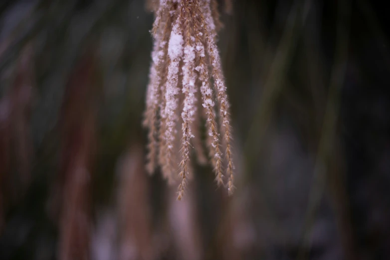 a large cluster of fuzzy white flowers hanging from a tree