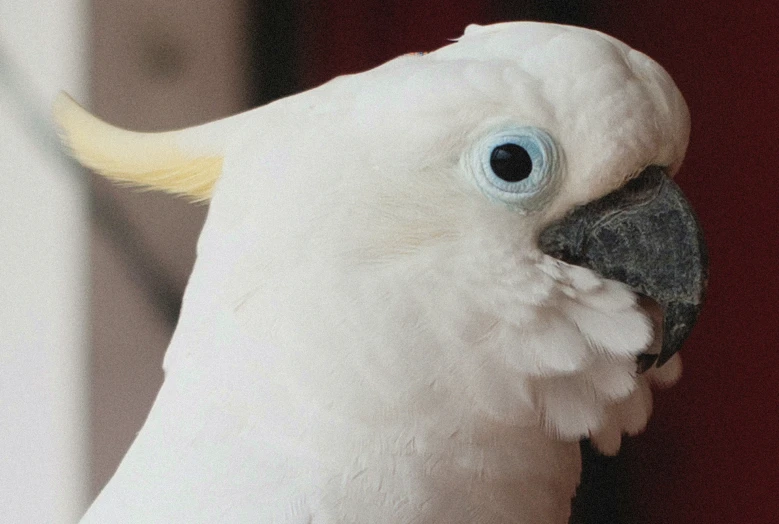 a white parrot with big blue eyes sits on a perch