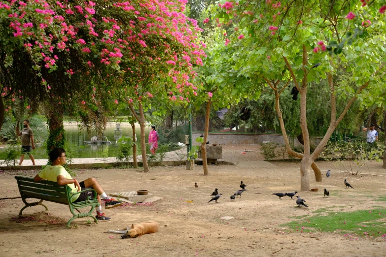 a woman sits on a park bench and feeds birds