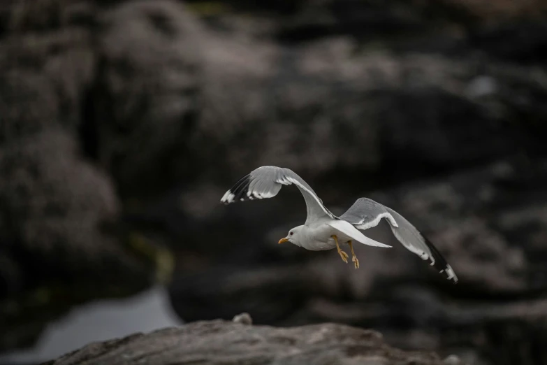 a small white and black bird in flight