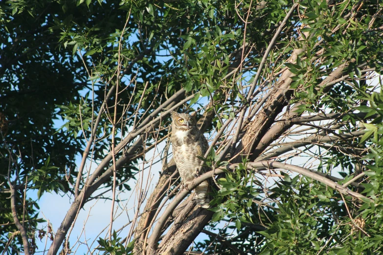 a bird is sitting on top of a tree