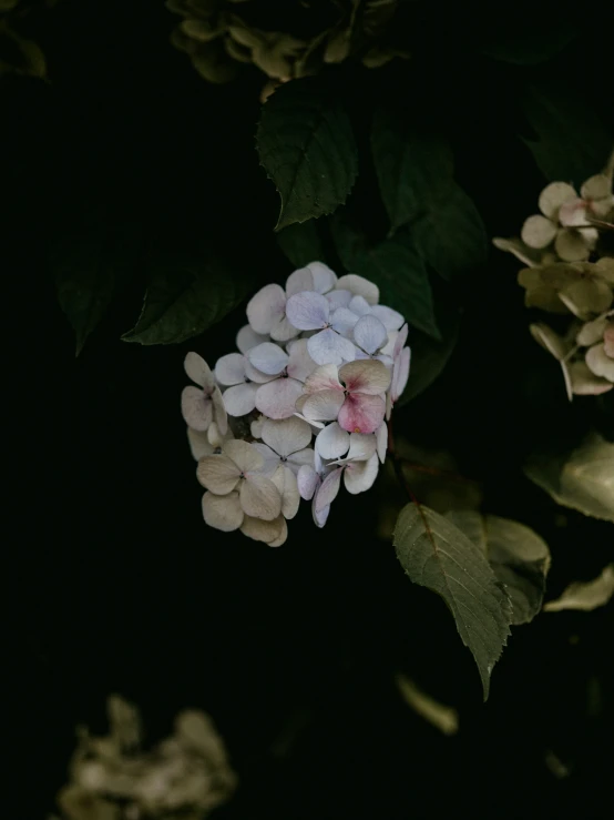 pink and white flowers on tree leaves at night