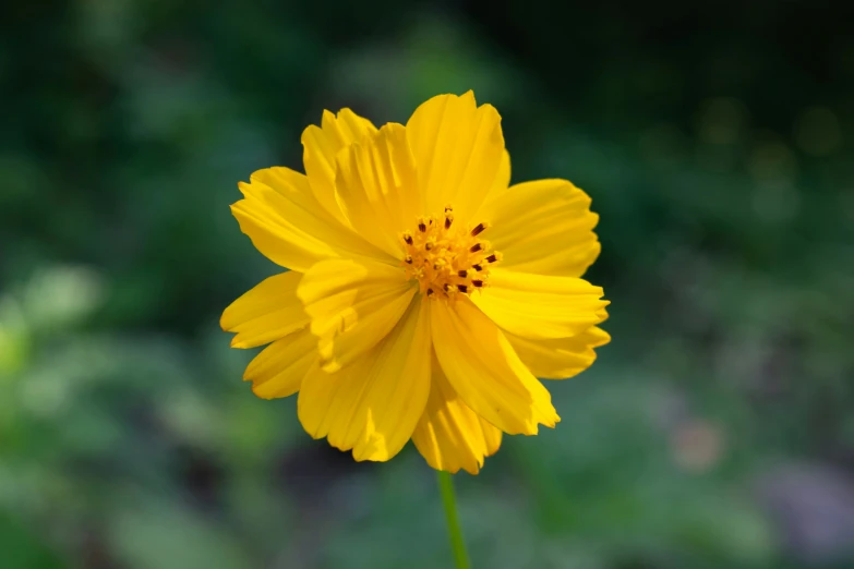 the big yellow flower has just bloomed