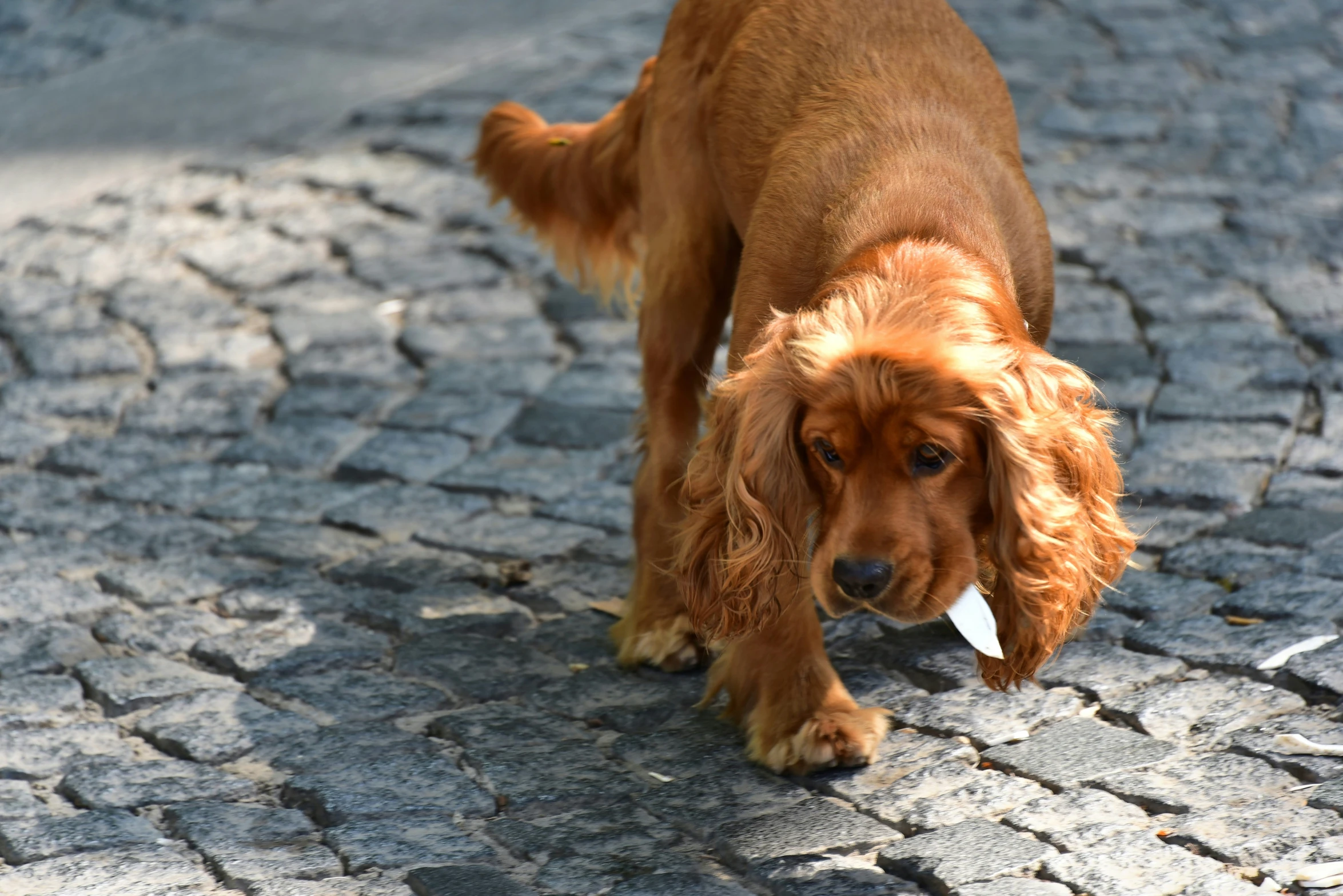 an image of a cocker spaniel walking alone