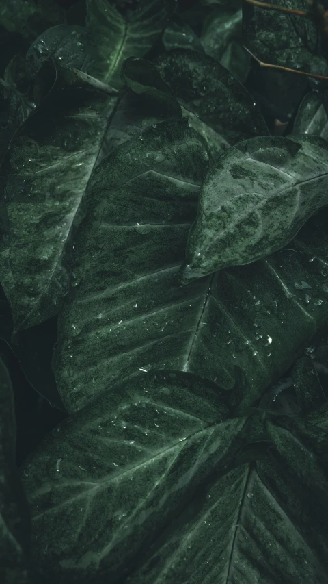 some green leaves with rain droplets on them