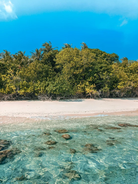 a beach with clear water, a wooded shore, and lots of rocks