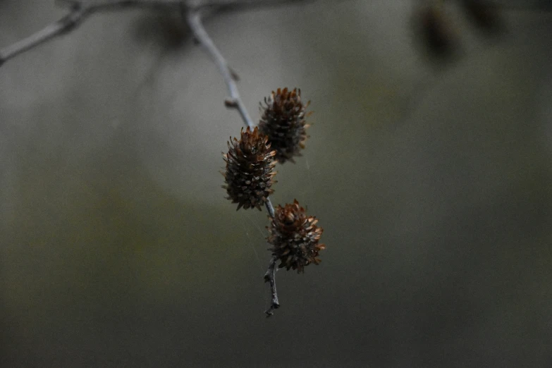 a couple of brown flowers that are hanging on some nches