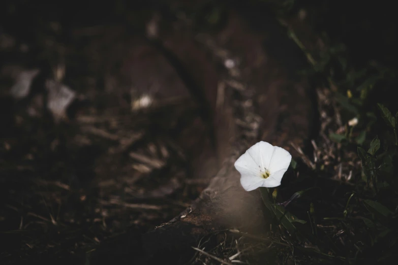 a lone flower is coming out of the dark