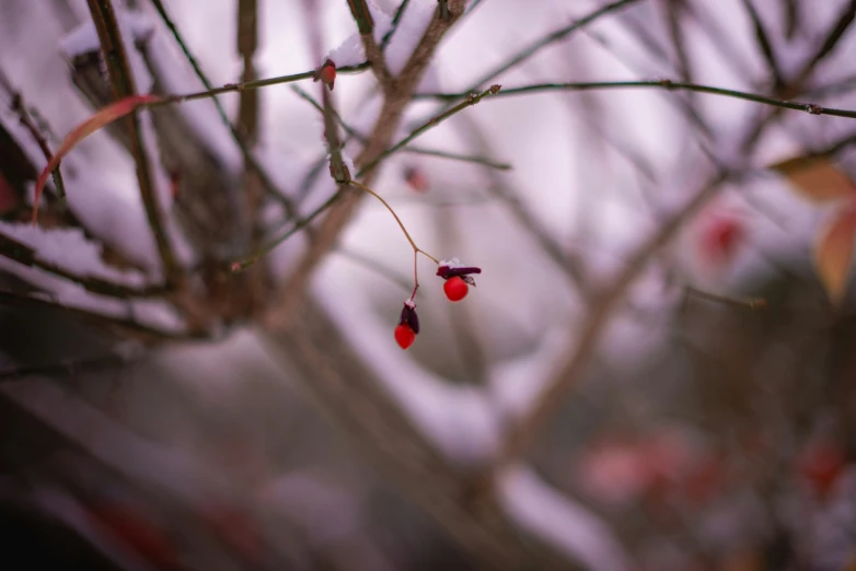 nches with red berries hanging from them on a snowy day