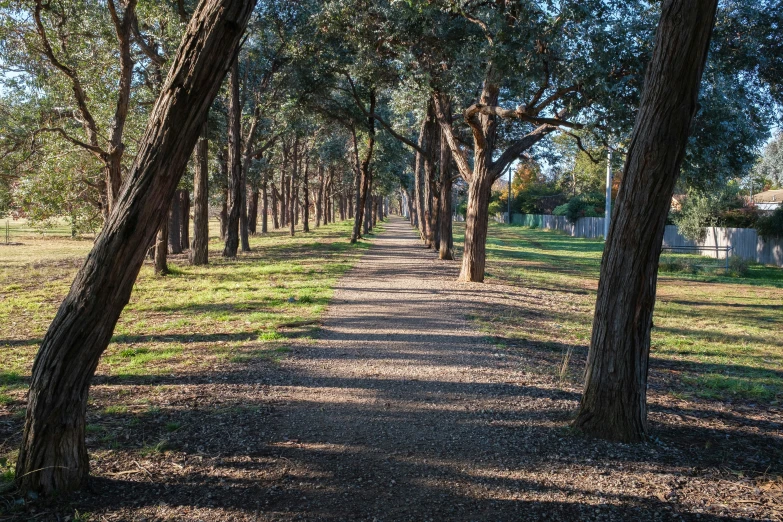 an image of trees lining the path that runs through the park