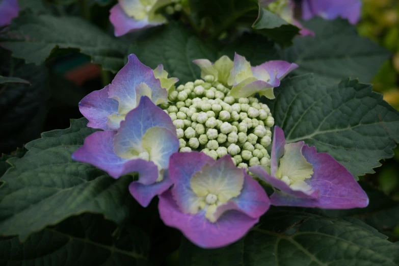 a very large flower that is blooming on the plant