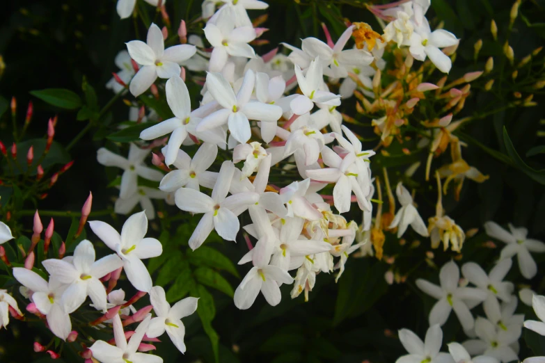 close up of the flowers on a nch of white flowers