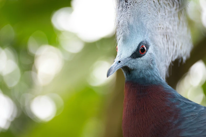 close up of a peacock, head and neck with blurred background