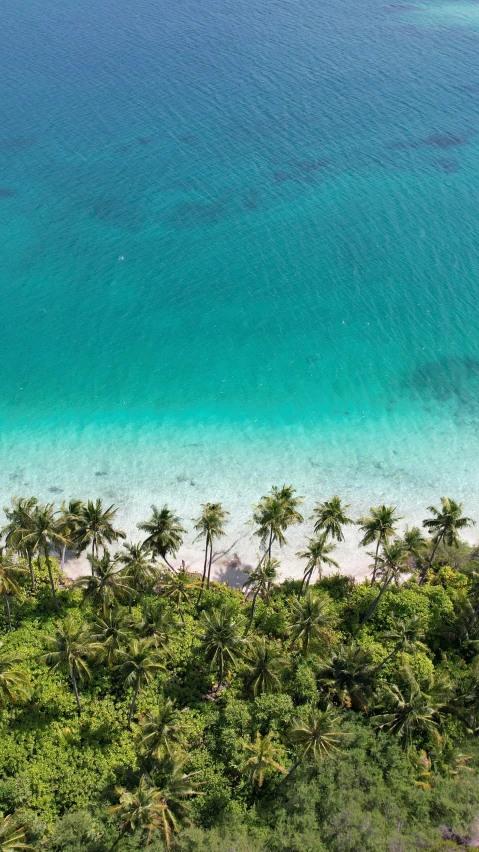 an aerial s of a beach with palm trees and a canoe in the water