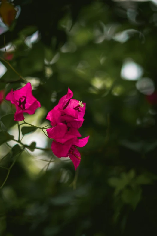 three pink flowers in front of green leaves