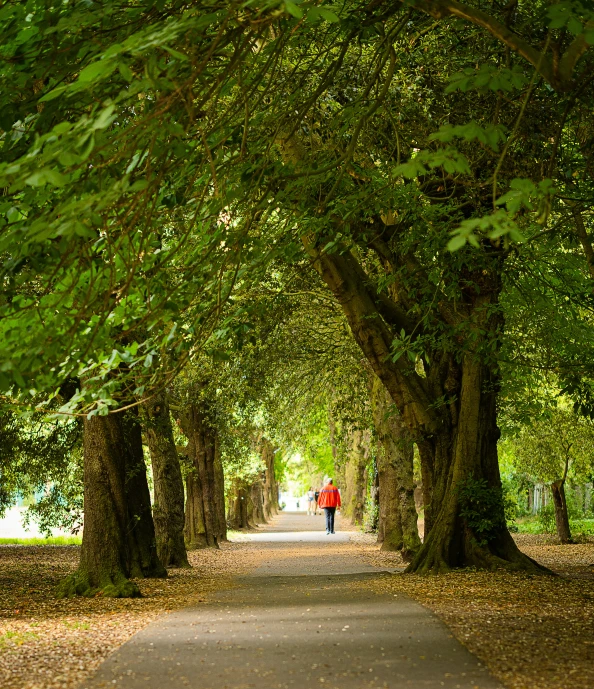 person walking on path under trees in park setting