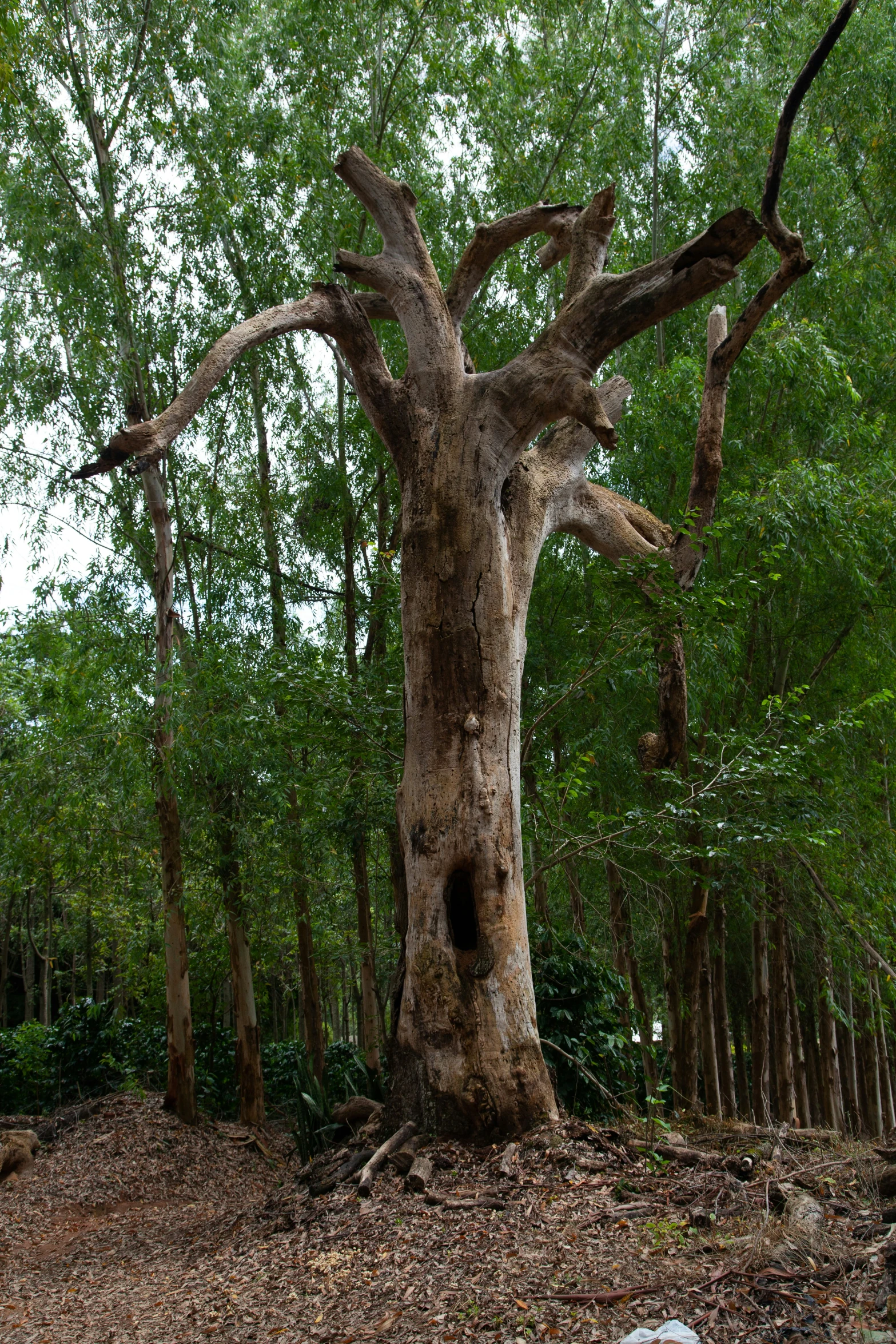 a big pretty tree in the middle of a forest