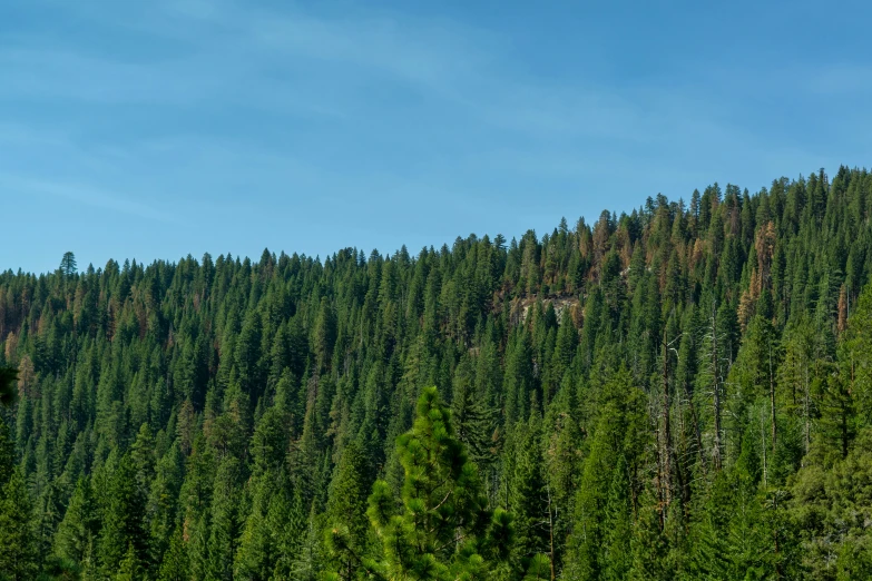 an open green field in front of a forest on a sunny day