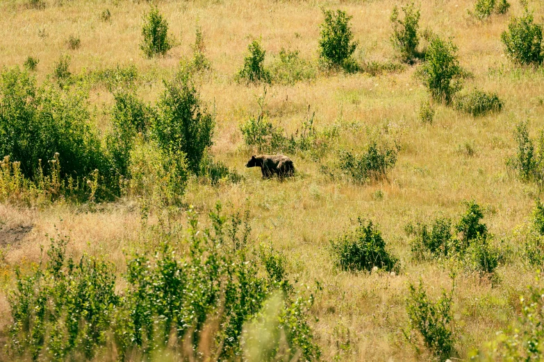 a animal is walking through the field alone