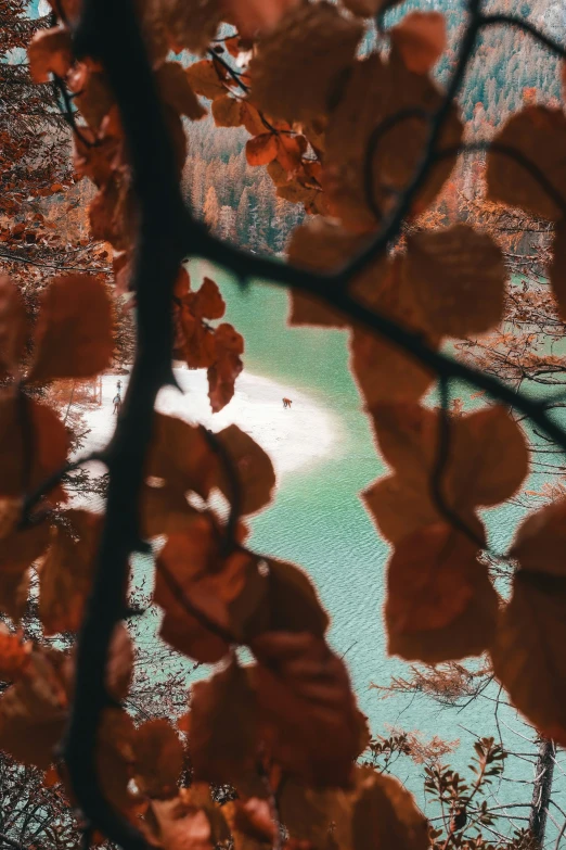 a pond with bright blue water is framed by leaves