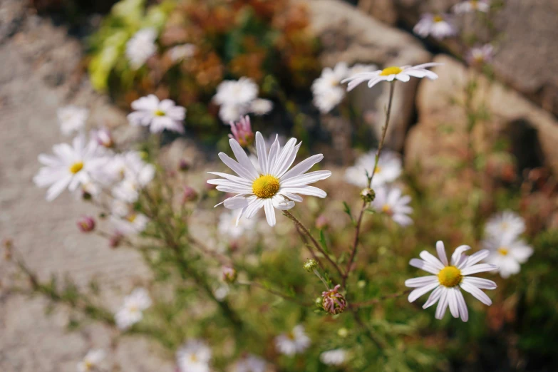 many white flowers are growing in the dirt