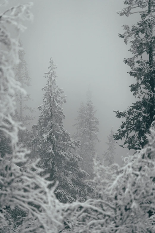 some pine trees that have snow on them