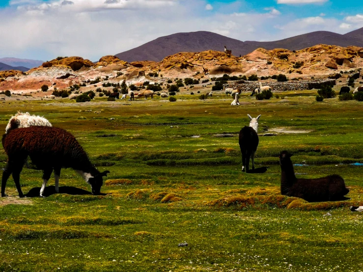 a herd of llamas grazing in an open area