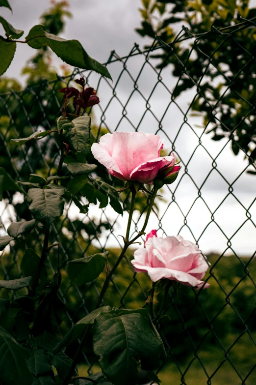 some pink flowers grow on the outside fence