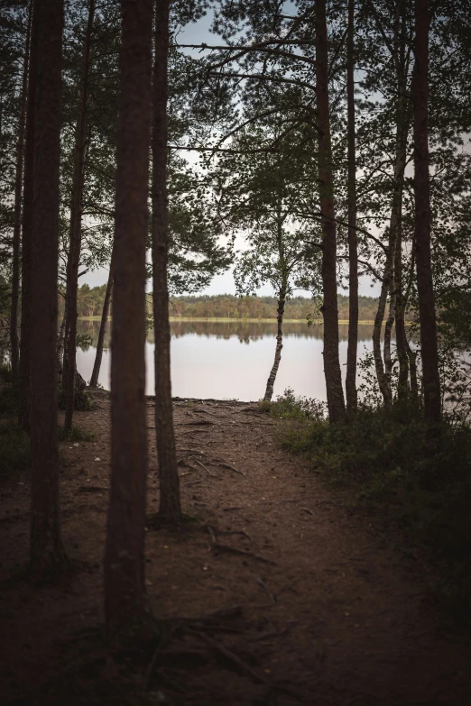 an open area with trees, dirt path and a body of water