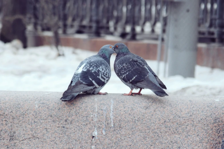 two pigeons are sitting and touching noses each other