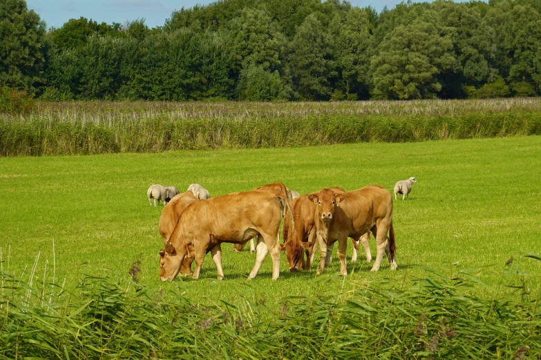 three brown cows grazing on a lush green field