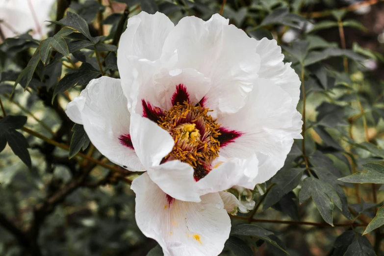 large white flower sitting among many nches with foliage