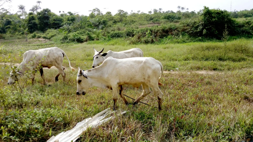 three animals standing in a grassy field eating grass