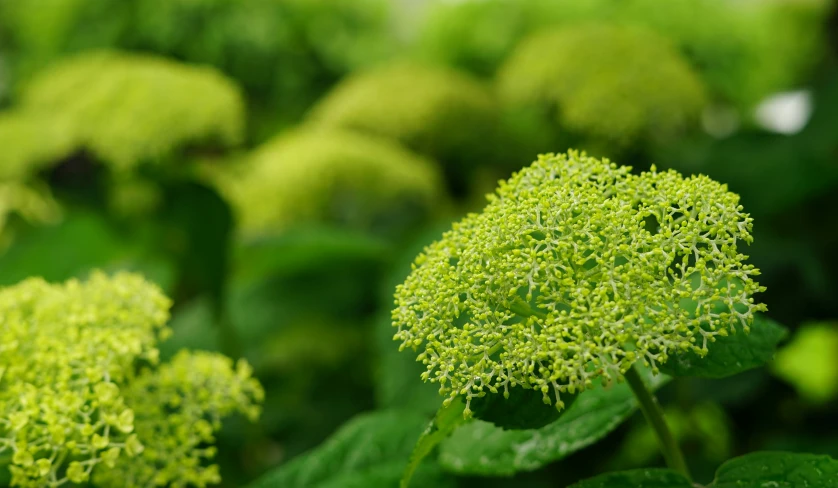 green leaves in the foreground of a field full of plants