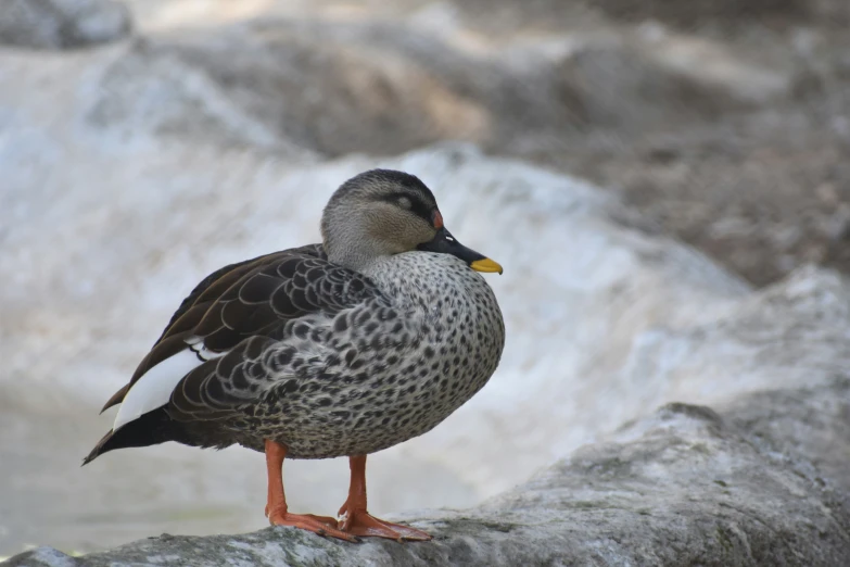 a duck perched on a rock in front of a mountain