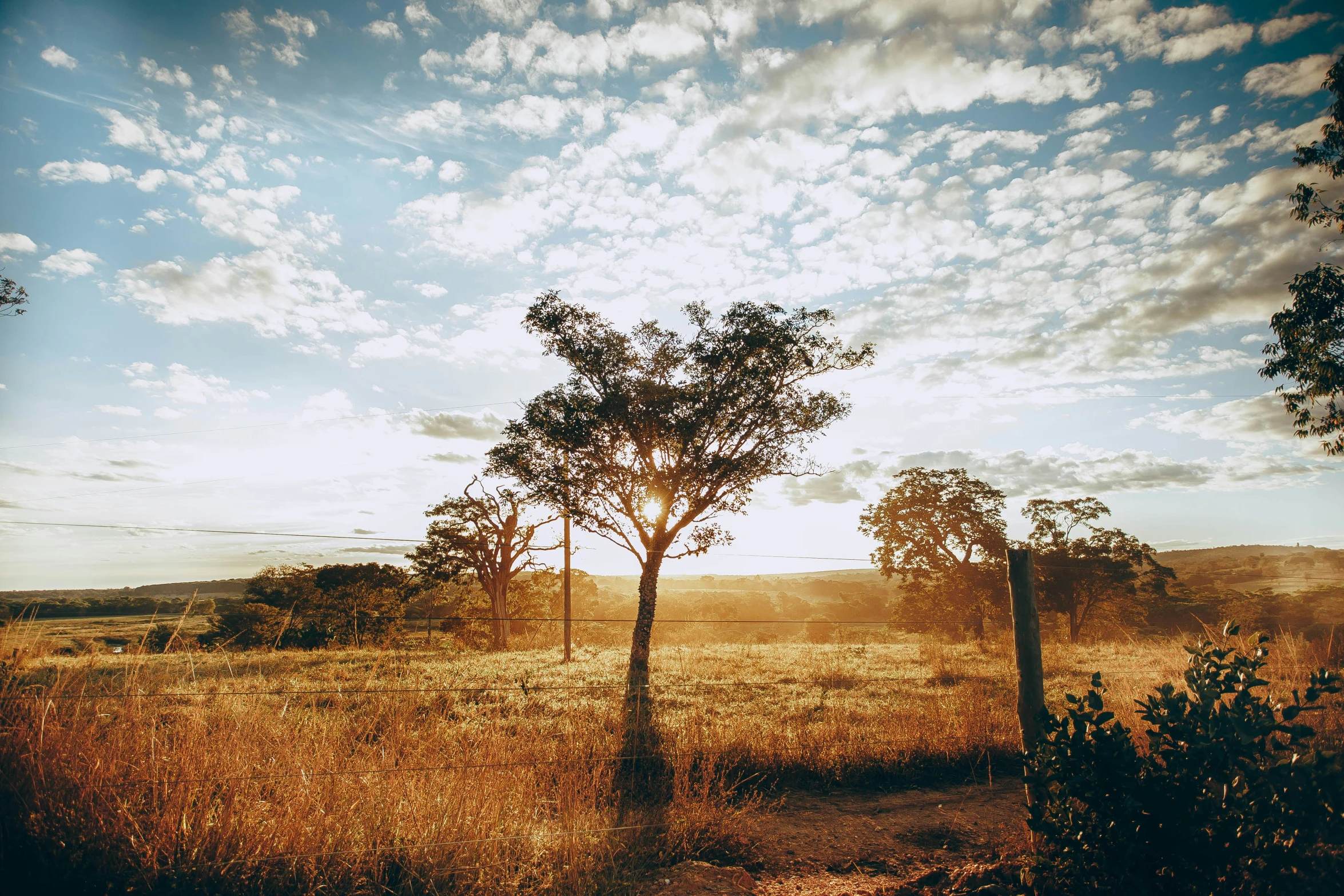 the sun rises behind two trees that are bare